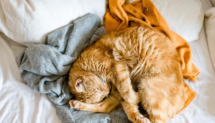 Klar mag die Katze den Geruch ihres Lieblingsmenschen. Wer sie nicht im Bett haben möchte, sollte sie immer wieder konsequent herunter nehmen und etwa auf den Kratzbaum setzen und dort loben.
