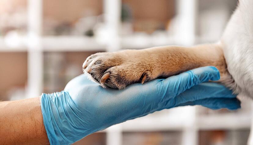 Die tiermedizinische Behandlung umfasst sehr viele Leistungen, die aus der Behandlung von Menschen bekannt sind: beispielsweise Bluttransfusionen, Blutdruckmessungen, Kieferorthopädie oder Tumorbestrahlung.