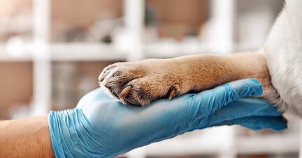 Die tiermedizinische Behandlung umfasst sehr viele Leistungen, die aus der Behandlung von Menschen bekannt sind: beispielsweise Bluttransfusionen, Blutdruckmessungen, Kieferorthopädie oder Tumorbestrahlung.
Foto: Friends Stock/stock.adobe.com Die tiermedizinische Behandlung umfasst sehr viele Leistungen, die aus der Behandlung von Menschen bekannt sind: beispielsweise Bluttransfusionen, Blutdruckmessungen, Kieferorthopädie oder Tumorbestrahlung.
Foto: Friends Stock/stock.adobe.com