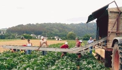 Wenn der erste Satz Zucchini abgeerntet ist, wird der nächste ausgesät &ndash; bis der Frost einsetzt. Zur Pflege und Ernte der Kultur ist viel Personal nötig. Ein Grund für die sinkende Anbaumenge.Foto: Barbara Barth