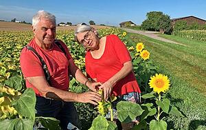 Thomas und Beate Lang sind Biobauern aus Leidenschaft. Die Sonnenblumen sind jetzt reif f&uuml;r die Ernte.