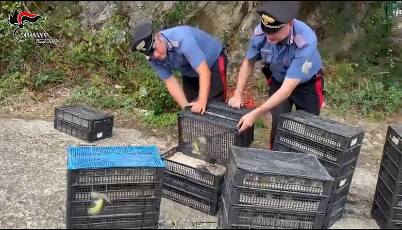 Den Einsatzkr&auml;ften fiel der Kleintransport bei einer Verkehrskontrolle auf.