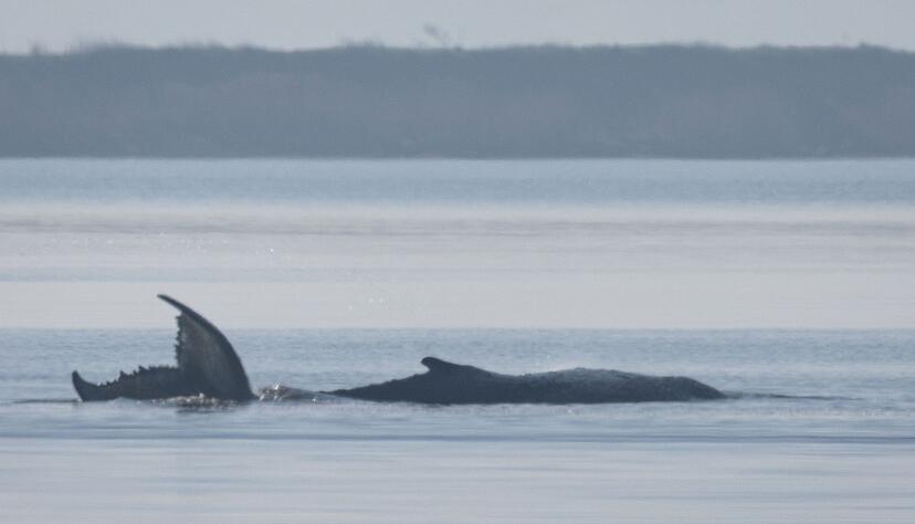 Der Buckelwal vor der Insel Poel schl&auml;gt mit seiner Schwanzflosse.