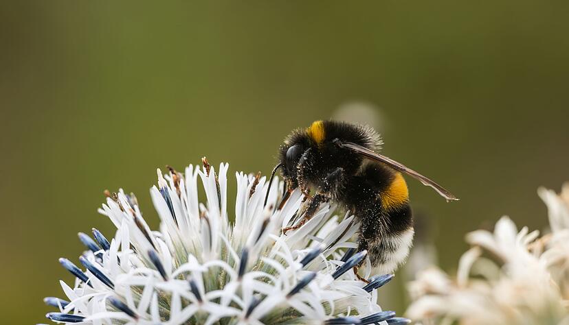 Zehn Prozent der Wildbienen sind in Europa bedroht (Archivbild)