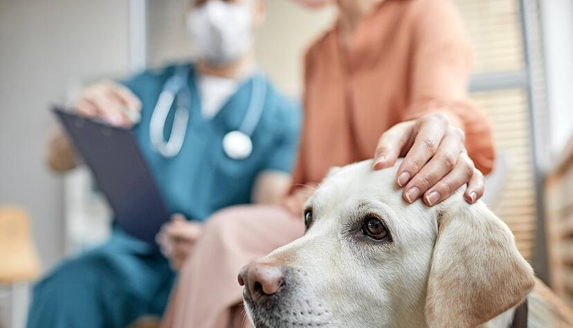 Tierhalter müssen für tierärztliche Untersuchungen ab Herbst deutlich mehr bezahlen.
Foto: Seventyfour/stock.adobe.com Tierhalter müssen für tierärztliche Untersuchungen ab Herbst deutlich mehr bezahlen.
Foto: Seventyfour/stock.adobe.com