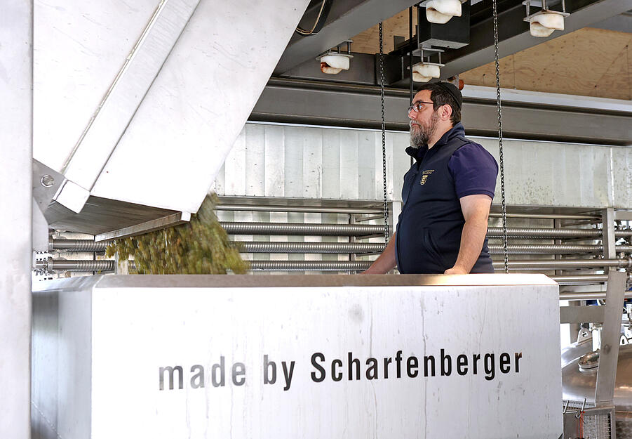 Traubenlese: Erster koscherer Württemberger Wein