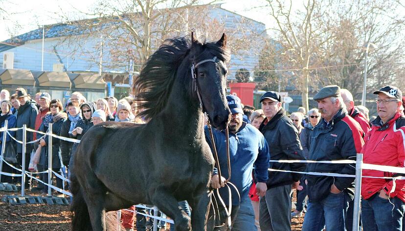 Da war die Pferdemarkt-Welt in Öhringen noch in Ordnung: Dicht an dicht standen die Zuschauer am 18. Februar 2019 bei Kaiserwetter an den Vorführringen auf der Herrenwiese, um die Präsentation der Rösser zu verfolgen.
Foto: Archiv/Bettina Hachenberg