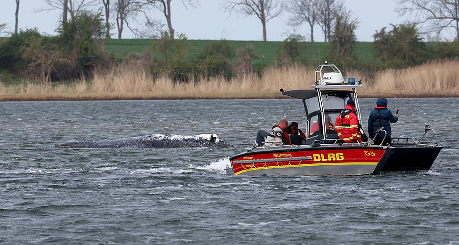 Ein Boot der Deutschen Lebens-Rettungs-Gesellschaft (DLRG) n&auml;hert sich dem gestrandeten Buckelwal vor der Ostseeinsel Poel.