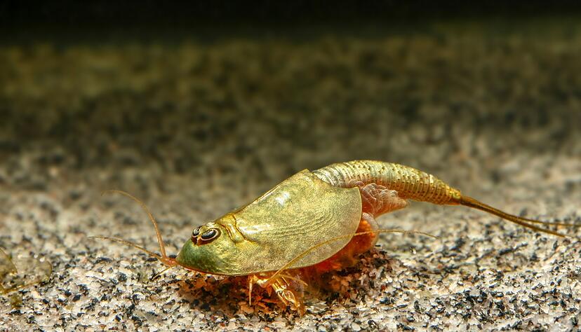 Abh&auml;ngig vom Stamm und Alter sind Amerikanische Schildkrebse &laquo;Triops longicaudatus&raquo; teils gemustert.