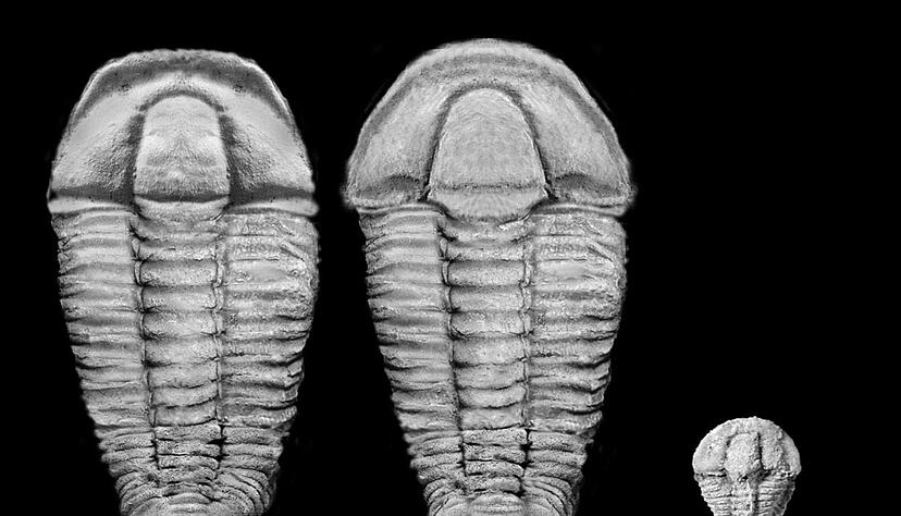 Nach den Bilderbuch-Figuren Max und Moritz wurden die neu entdeckten fossilen Arten benannt.