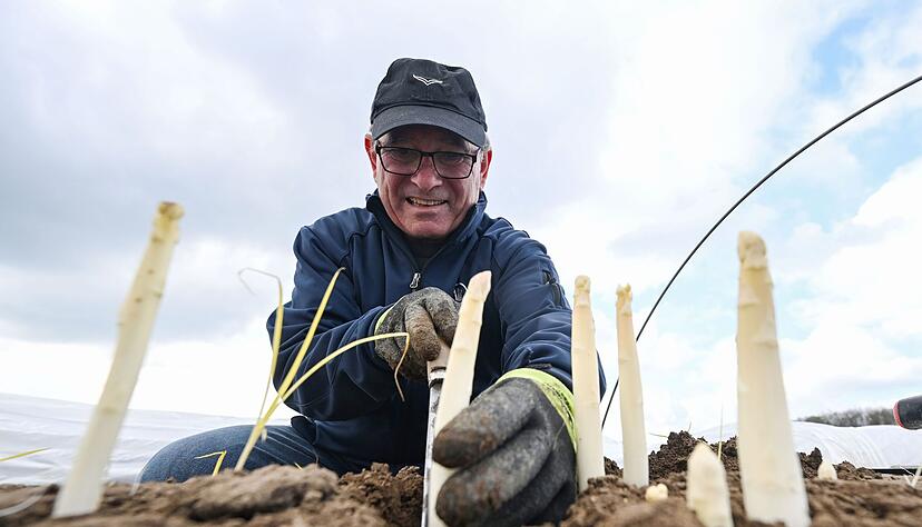 Spargelbauer Stefan Schneider sticht auf einem seiner Felder den ersten Spargel. Spargelbauer Stefan Schneider sticht auf einem seiner Felder den ersten Spargel.