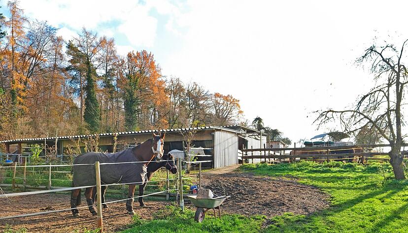 Derzeit sind zwölf Pferde und sieben Ponys auf dem Privatgelände untergebracht. Zwei Stallungen mit 28 Boxen sollen im "Stampfgraben" gebaut werden.
Foto: Mugler