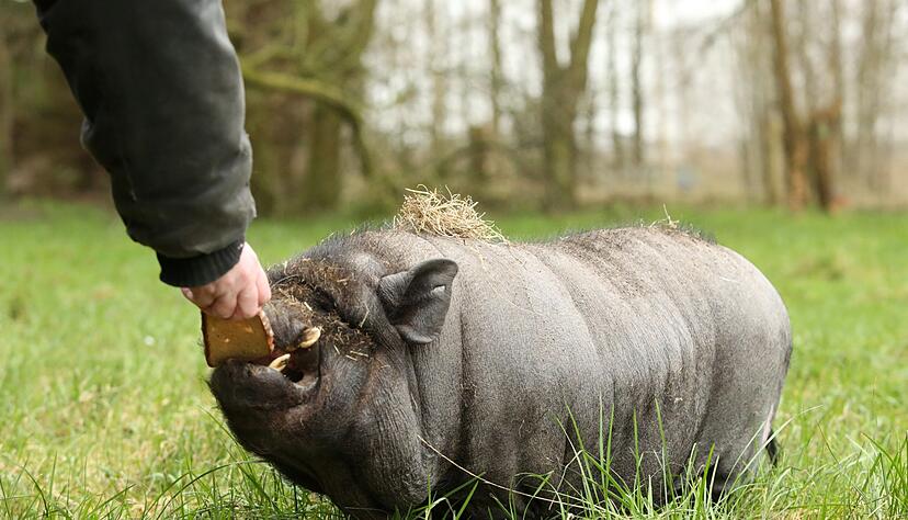 Kein Haustier wie alle anderen: Sogenannte Minischweine sind im Wohngebiet nicht automatisch erlaubt.