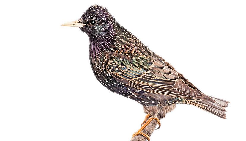 Der Star ist kein ausschließlicher Zugvogel mehr. Einige der Kurzstreckenzieher sind an warmen Wintern zu Standvögeln geworden und  überwintern in der Region.