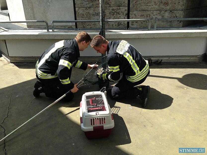 Feuerwehr rettet Entenfamilie | 02.07.