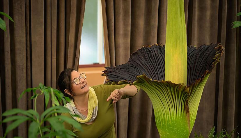 Sie stinkt und sieht aus wie ein Phallus: Diese Pflanze ist eine Sensation.