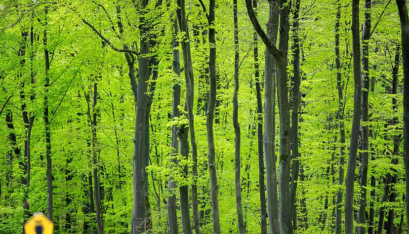 Durch den Klimawandel kommen selbst Buchen an ihre Grenzen. (Archivfoto)
