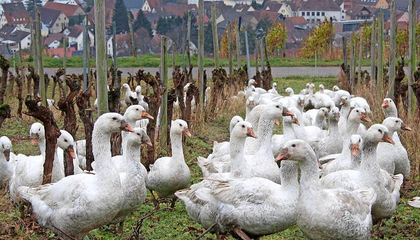 Noch genießen die rund 200 Gänse auf dem Hofgut Hohschön in Gundeslsheim ihre Freiheit, doch auch sie werden wohl als weihnachtliches Festmahl enden. Die Nachfrage nach Gänsefleisch zieht bereits an.
Foto: Andreas Zwingmann