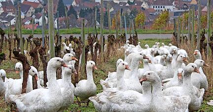 Noch genießen die rund 200 Gänse auf dem Hofgut Hohschön in Gundeslsheim ihre Freiheit, doch auch sie werden wohl als weihnachtliches Festmahl enden. Die Nachfrage nach Gänsefleisch zieht bereits an.
Foto: Andreas Zwingmann