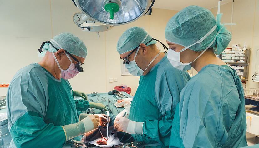 Philipp Felgendreff (mitte) transplantiert wie hier häufig menschliche Nieren, hat aber Hoffnung, dass er künftig auch Schweinenieren in Menschen einsetzt. Philipp Felgendreff (mitte) transplantiert wie hier häufig menschliche Nieren, hat aber Hoffnung, dass er künftig auch Schweinenieren in Menschen einsetzt.