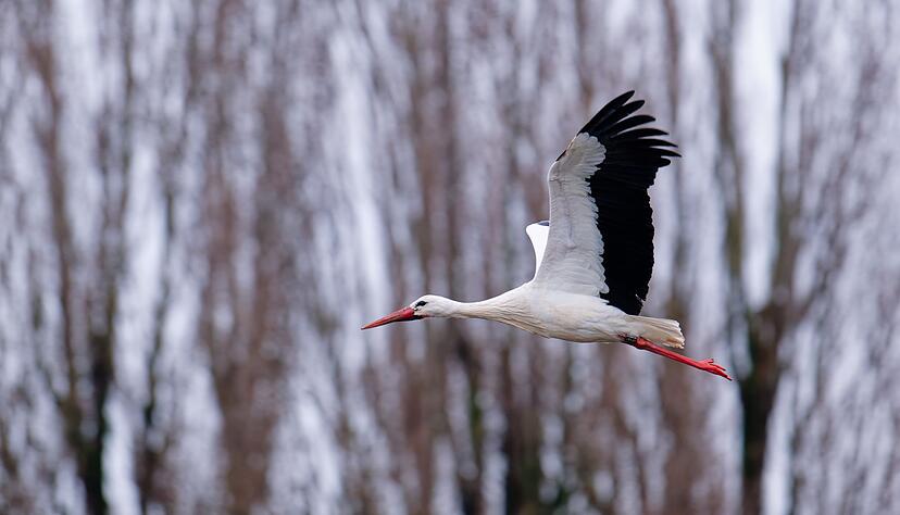 Der Storch gilt als einer der Vorboten f&uuml;r den nahenden Fr&uuml;hling.