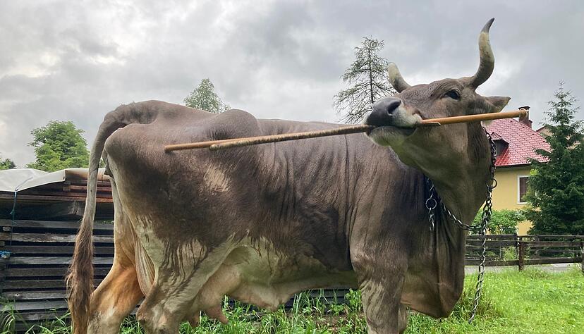 F&uuml;r das Forschungsteam ist es der erste wissenschaftliche Nachweis einer solchen Art von Werkzeugnutzung.