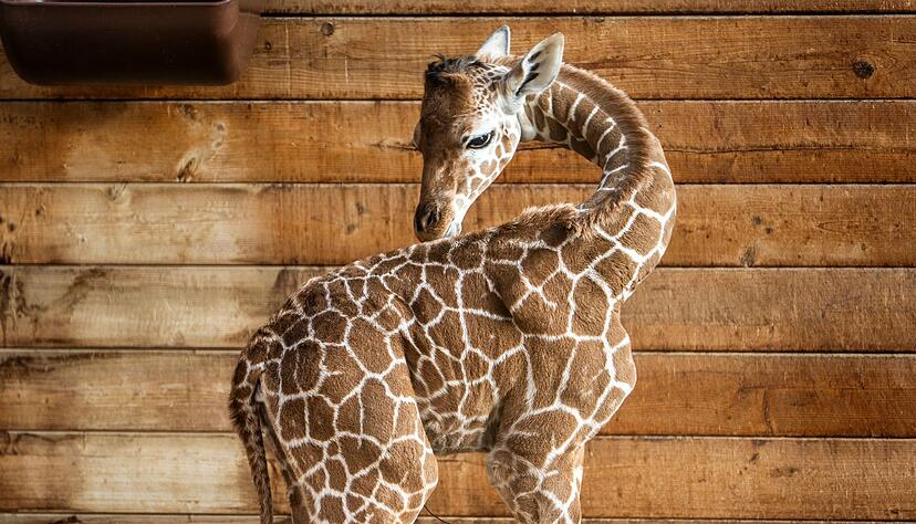 Netzgiraffen gelten als eine besonders bedrohte Tierart.