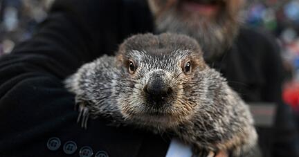 Murmeltier Phil hat zum Murmeltiertag in den USA «gesprochen».