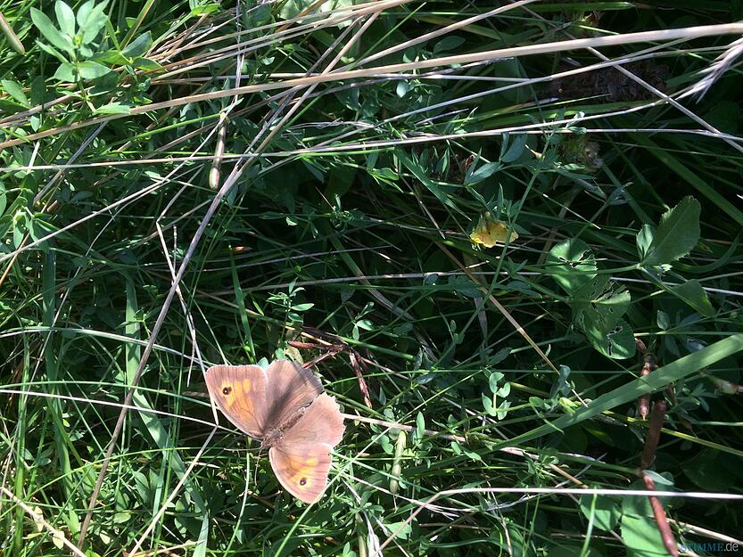 Artenvielfalt im heimischen Garten Artenvielfalt im heimischen Garten