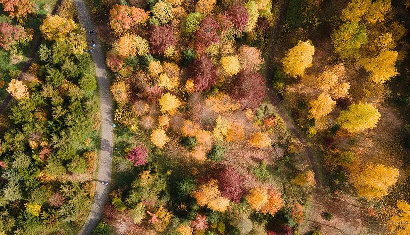 Gelb, orange, rot: Die W&auml;lder haben im Herbst einen ganz eigenen Reiz, denn das Laub der B&auml;ume verf&auml;rbt sich. (Archivbild)