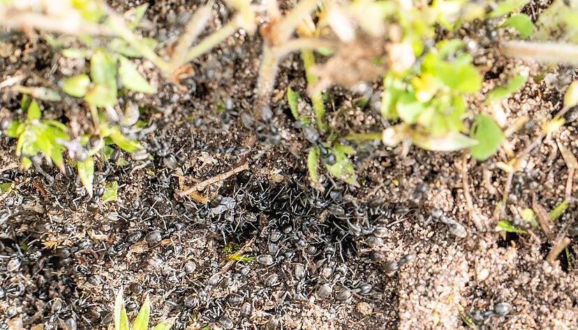 Invasive Ameisen der Art Tapinoma magnum tummeln sich in der badischen Stadt Kehl am Boden. Invasive Ameisen der Art Tapinoma magnum tummeln sich in der badischen Stadt Kehl am Boden.