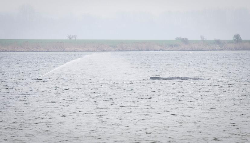 Der Wal liegt seit Tagen vor der Insel Poel. (Archivbild)