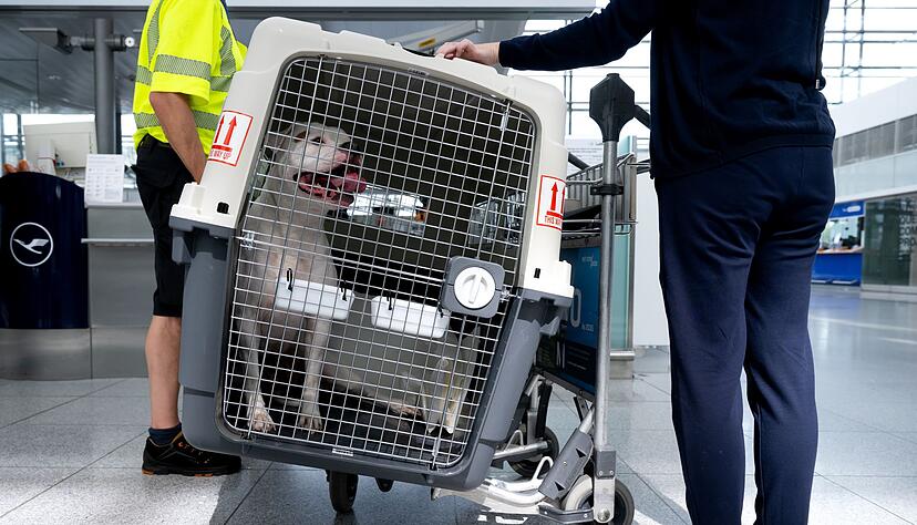 Bislang m&uuml;ssen gr&ouml;&szlig;ere Hunde in Transportboxen. (Symbolbild)