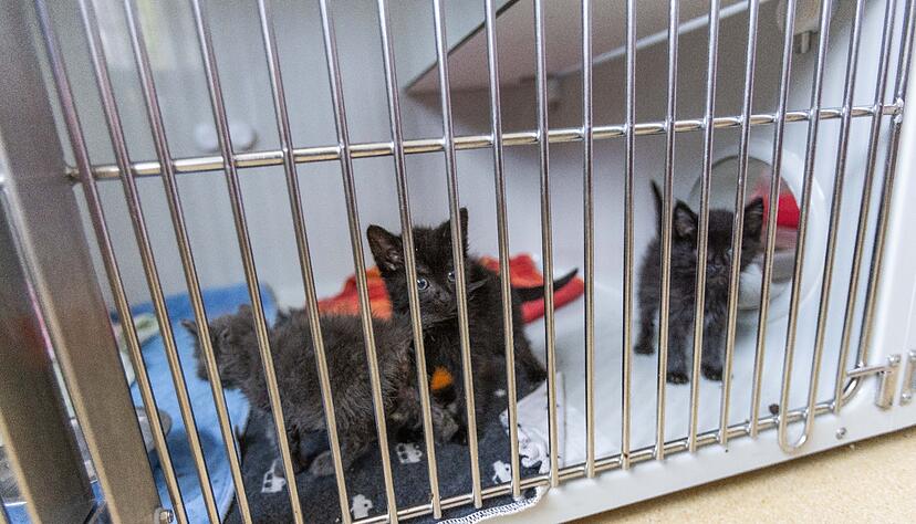 Katzenbabys sind in einem Quarant&auml;nebereich des Tierheims Lahr in einem Zwinger untergebracht.