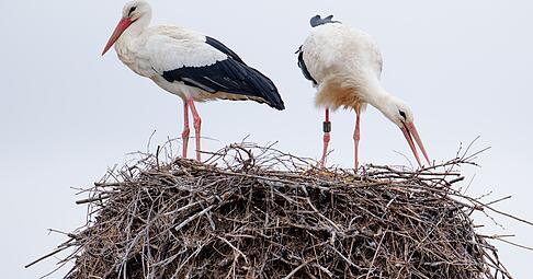 Aktuell kehren viele St&ouml;rche nach Baden-W&uuml;rttemberg zur&uuml;ck und bauen an ihren Nestern. Worauf man dabei achten muss.