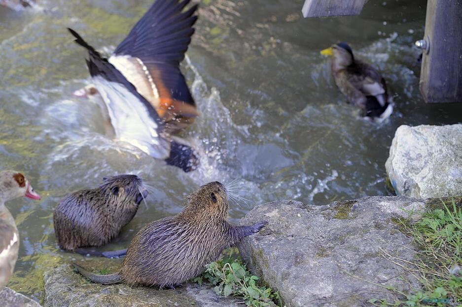 Nutria-Familie im Heilbronner Wertwiesenpark Nutria-Familie im Heilbronner Wertwiesenpark
