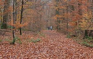 Von einem normalen Wald ist der Friedwald kaum zu unterscheiden.