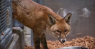 Der Fuchs lebt nun erstmal im Bronx Zoo.