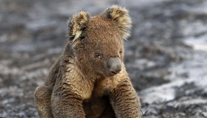 Bilder von Koalas mit angesengten Pfoten gingen um die Welt. (Archivbild)