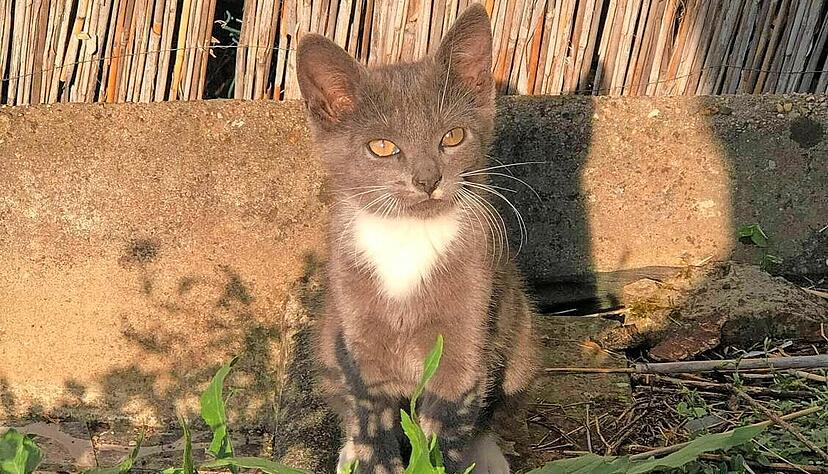 Kater Emil kam 2021 in Eppingen auf grausame Art und Weise ums Leben. Kater Emil kam 2021 in Eppingen auf grausame Art und Weise ums Leben.
