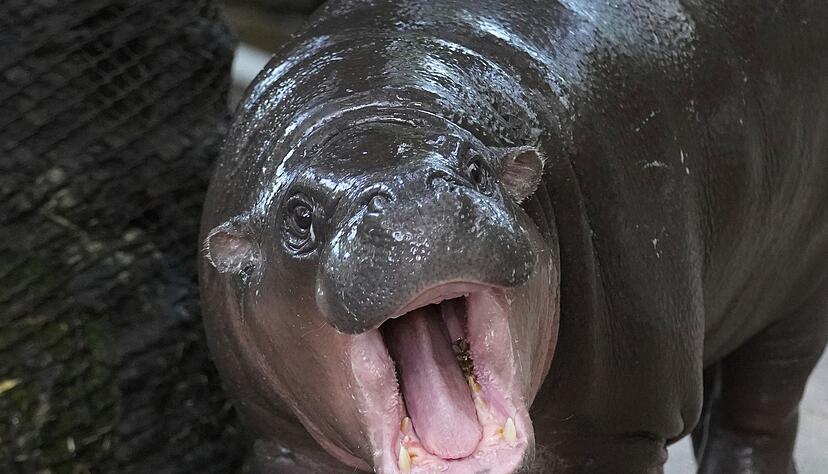 Moo Deng bedeutet so viel wie "h&uuml;pfendes Schweinchen" - Internet-User hatten &uuml;ber den Namen abgestimmt.