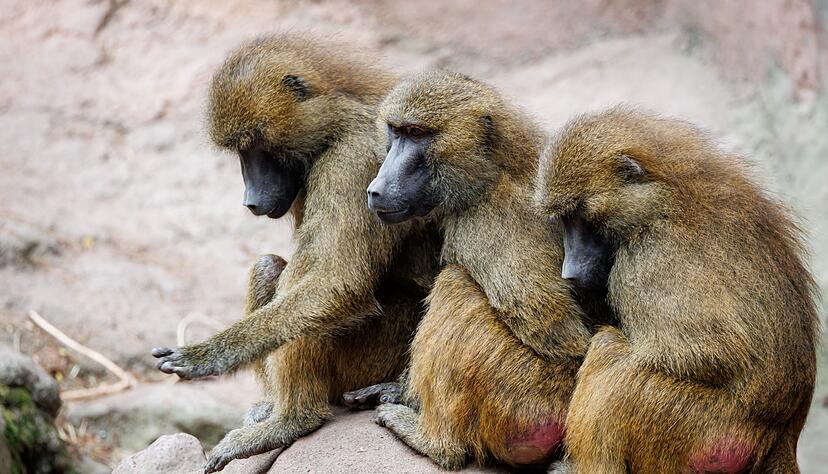 Die Tötung einiger Paviane im Tiergarten Nürnberg sorgte für viel Aufsehen. Die Tötung einiger Paviane im Tiergarten Nürnberg sorgte für viel Aufsehen.