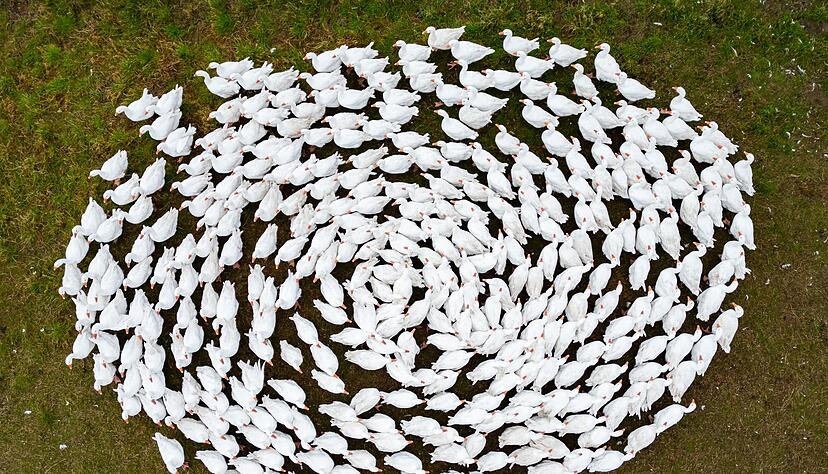 Schnatter, schnatter: Zuchtgänse laufen über eine Wiese in Sachsen. (Archivbild)