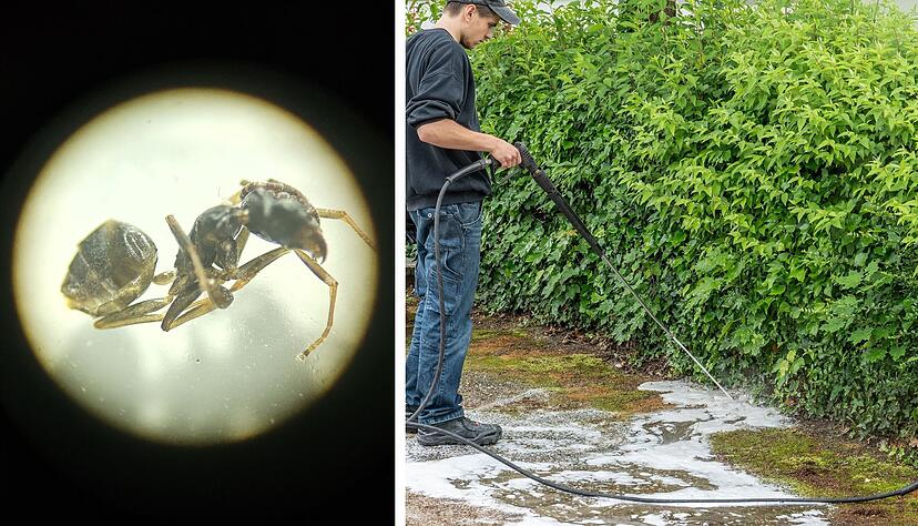 Das Foto (links) zeigt eine Ameise der Gattung Tapinoma, die der Diplom-Biologe Dieter Veile im Weinsberger Tal entdeckt hat. Die Stadt Kehl bek&auml;mpft die unliebsamen Krabbeltiere bereits seit einigen Monaten.