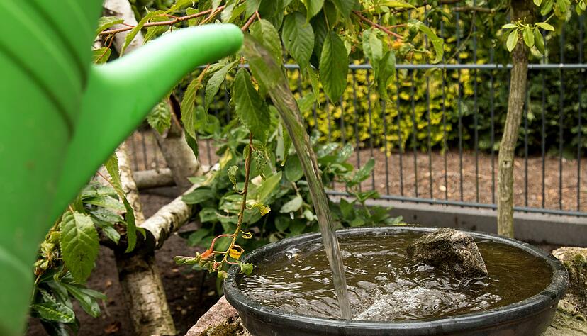Breite, flache Wasserschalen im Garten bieten Wildtieren sicheren Zugang zu Trink- und Badeplätzen.
