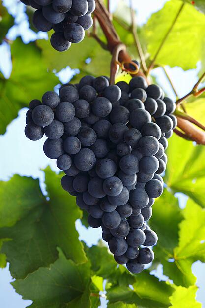 Der Acolon ist mit 211 ha in Württemberg die erfolgreichste einer Reihe roter Züchtungen, die die Weinbauschule Weinsberg 2004 im Zuge des Rotweinbooms auf den Markt brachte. Der Name ist pure Phantasie. Gekreuzt wurde die Sorte 1971 von Helmut Schleip und Bernd Hill aus Lemberger und Dornfelder. Die Weine aus der früh reifen Traube sind tiefrot und fruchtbetont, teils mit guter Struktur und Länge. Weitere Weinsberger Kreuzungen jüngeren Datums sind nicht ganz so erfolgreich, fließen aber wegen ihrer guten Struktur in Cuvées ein, allen voran Cabernet Dors. Ursprünglich meinte man, hier sei Cabernet Sauvignon beteiligt, deshalb der Name. Doch eine DNA-Analyse brachte 2012 Lemberger und Dornfelder als Eltern ans Licht. Acolon und Cabernet Dorsa sind also Geschwister.