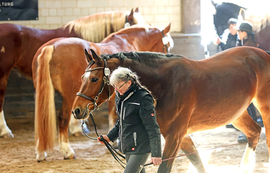 Prämierung beim Heilbronner Pferdemarkt mit 172 Pferden und Ponys