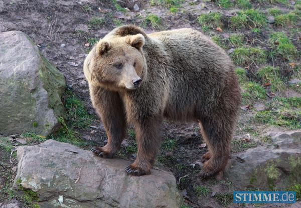 B&auml;rengeburtstag in Tripsdrill | 29.12.