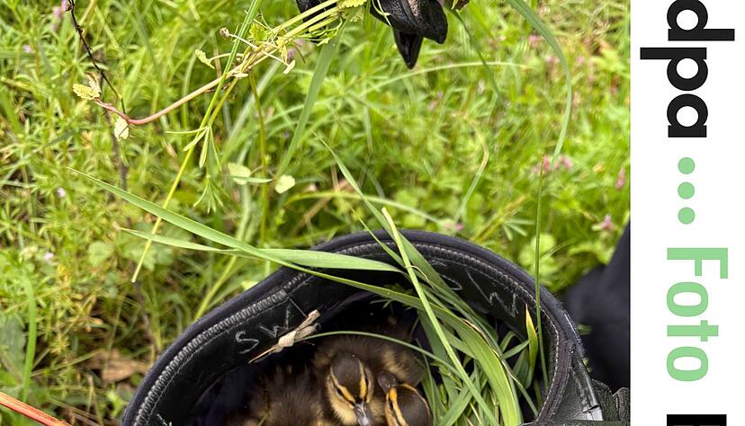 Die Entenk&uuml;ken wurden in einer Polizeim&uuml;tze in Sicherheit gebracht. (Foto Handout)