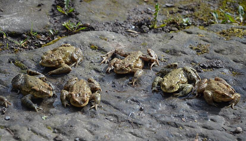 Die Amphibienwanderung hat begonnen. Auch im Zabergäu sind in milden Nächten wieder Tiere wie diese Erdkrötenmännchen unterwegs.
Foto: Archiv/Schmiedl Die Amphibienwanderung hat begonnen. Auch im Zabergäu sind in milden Nächten wieder Tiere wie diese Erdkrötenmännchen unterwegs.
Foto: Archiv/Schmiedl
